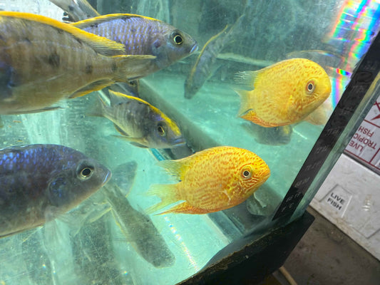 Red Spot Gold Severum (Heros cf. efasciatus)