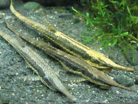 Longnose Twig Catfish (Farlowella gracilis)
