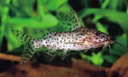 Synodontis nigrita