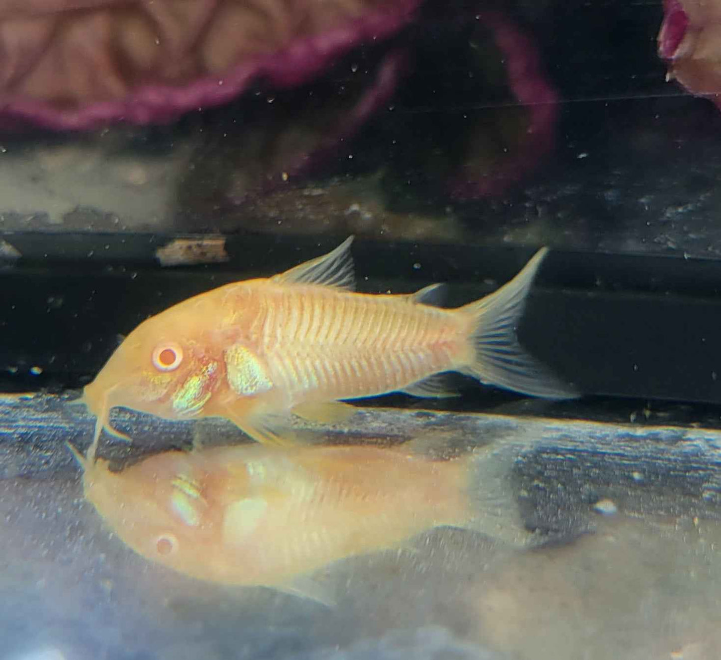 Aeneus Albino Cory (Corydoras aeneus var. albino)
