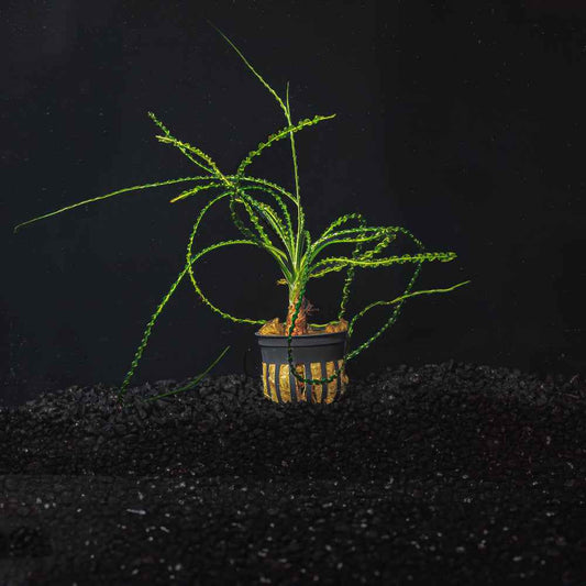 Crinum Calamistratum