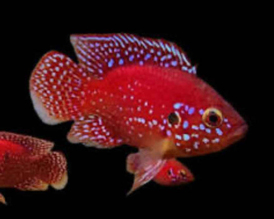 Turkana Jewel Cichlid (Rubricatochromis exsul)