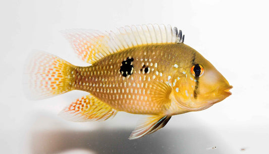 Pearl Eartheater (Geophagus brasiliensis)