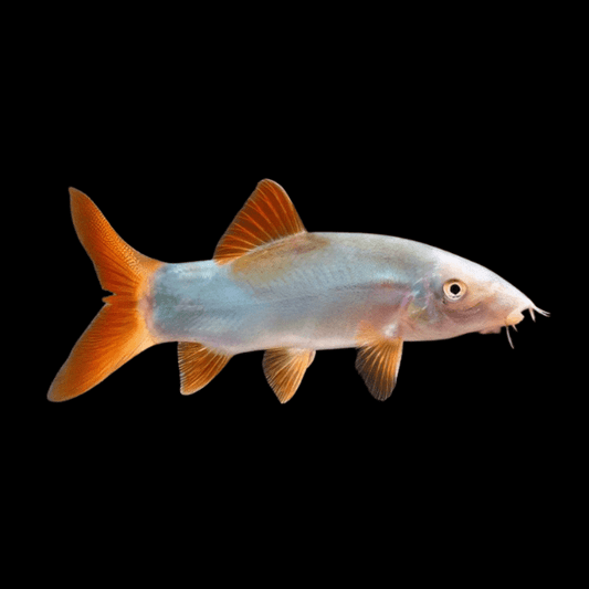 Redtail Loach
