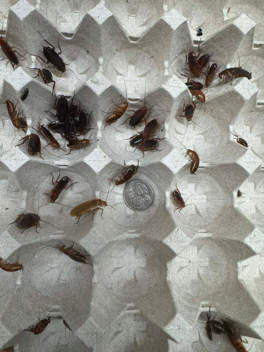 Red Runner Roaches - Scholarly Exotics LLC
