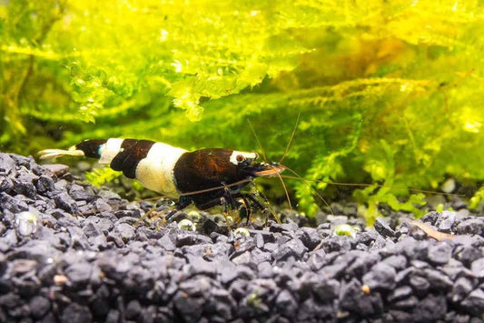 Black & White Shrimp