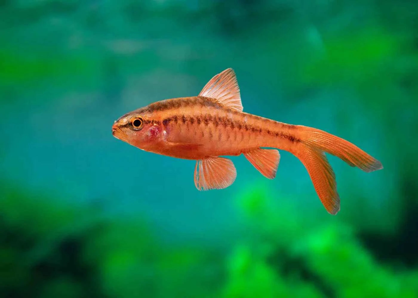 Longfin Cherry Barb PACK OF 6