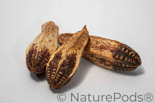 Mahogany Seed Pod