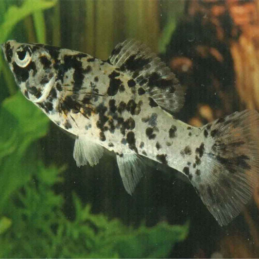 Marble Mollies