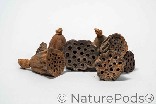 Mini Lotus Seed Pods