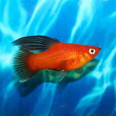 Red Wag Hi-Fin Platies