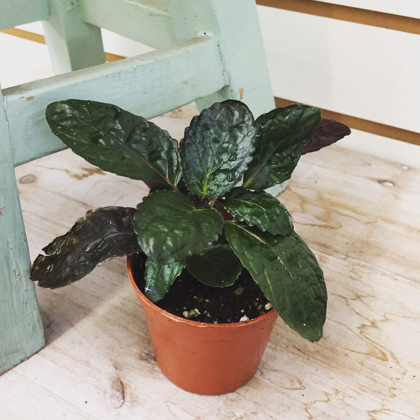 Hemigraphis alternata Purple Waffle, 2" Plant - Scholarly Exotics LLC