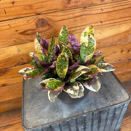Hemigraphis Variegated Waffle, 6" Plant - Scholarly Exotics LLC