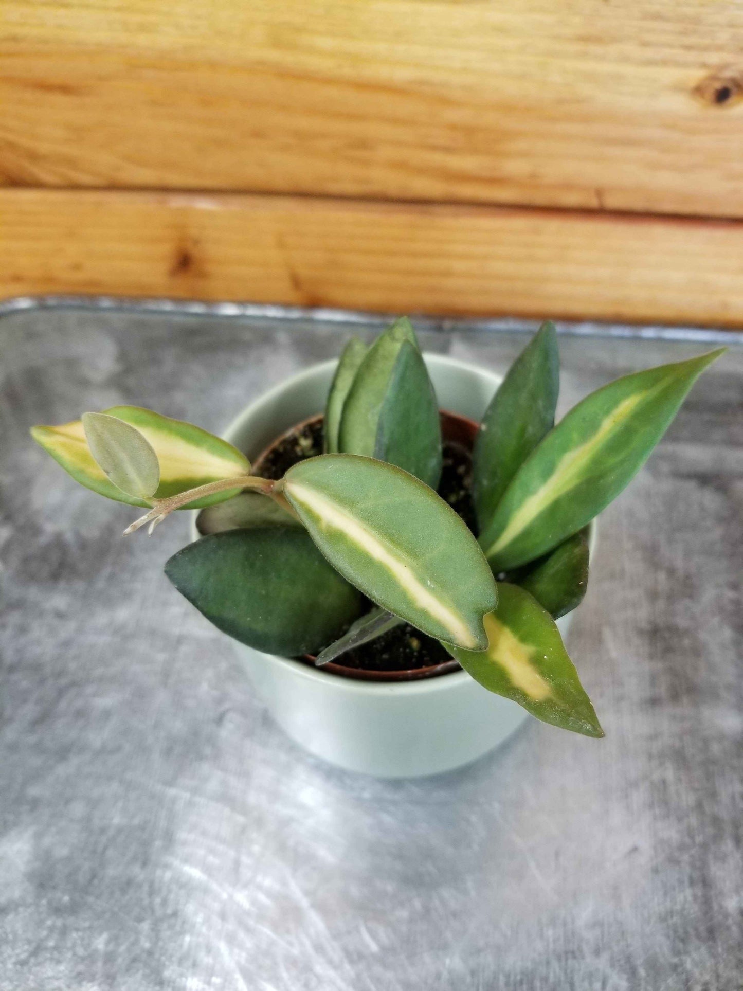 Hoya DS 70 Variegated, 2" Plant