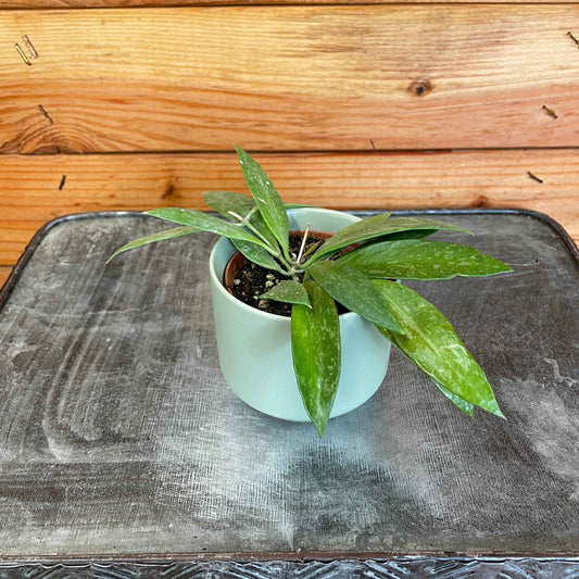 Hoya gracilis, 2" Plant