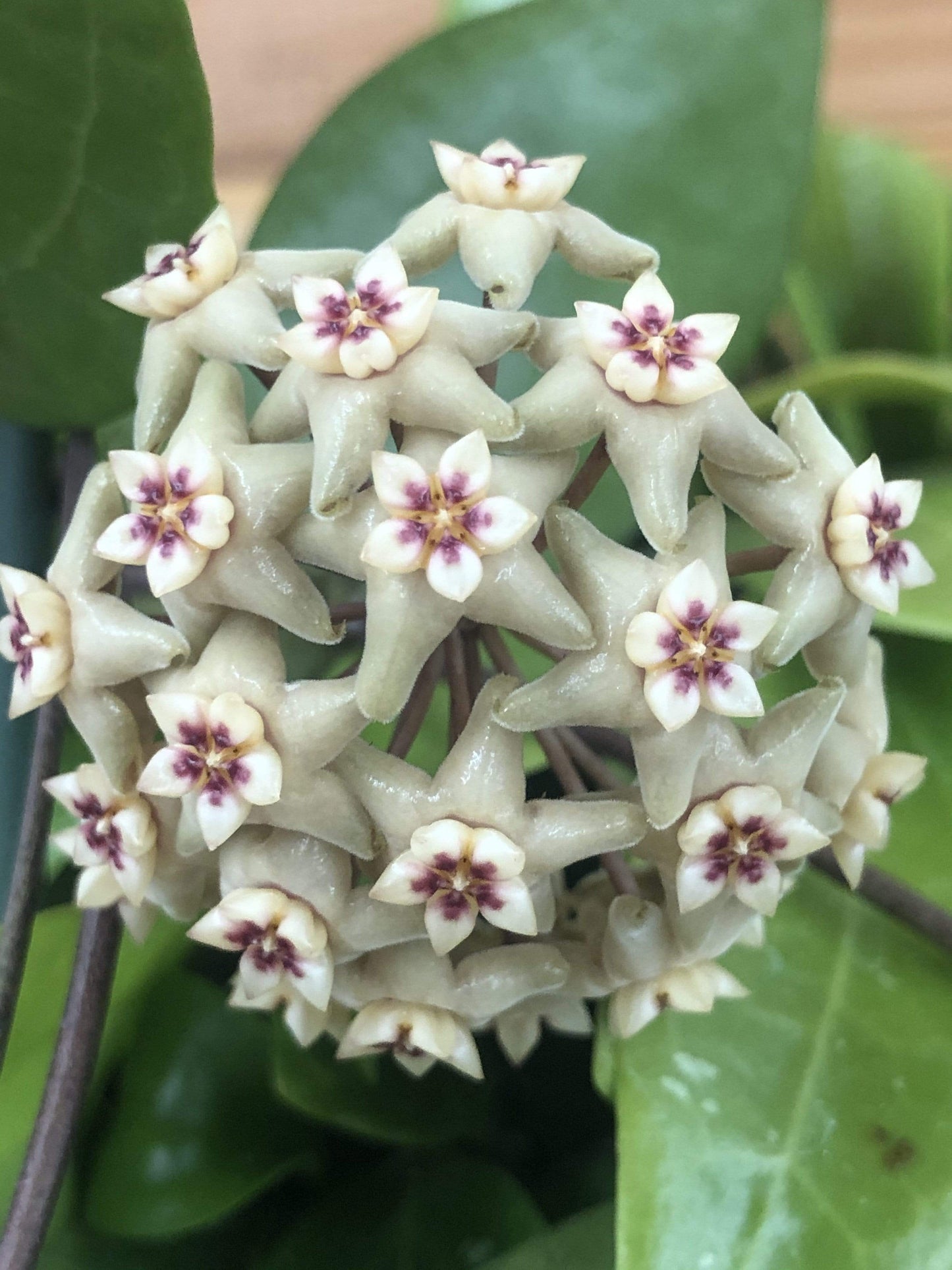 Hoya Limoniaca, 2" Plant - Scholarly Exotics LLC