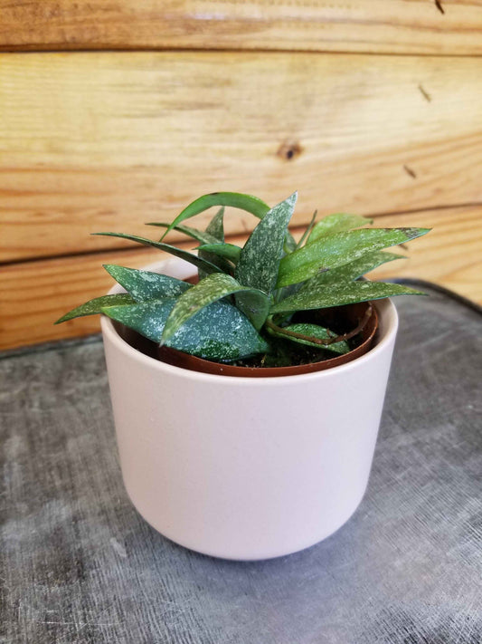 Hoya parviflora Splash, 2" Plant