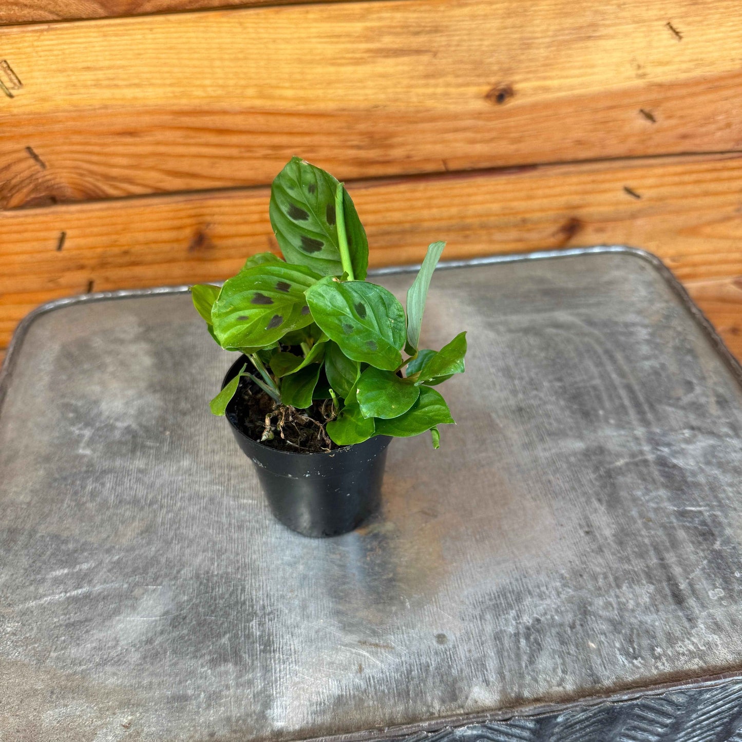 Maranta leuconeura Miniature Prayer, 2" Plant