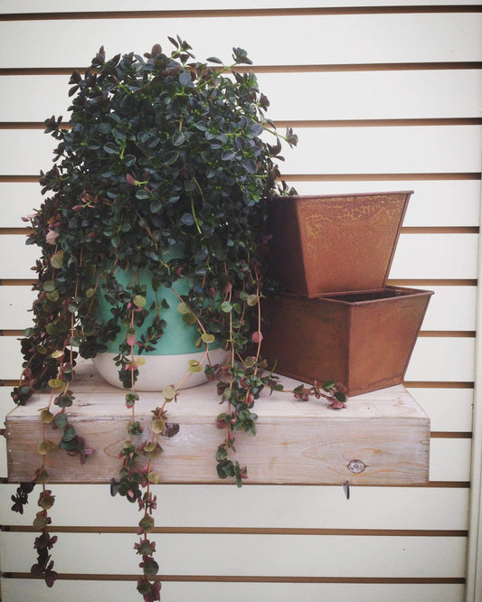 Pilea Espresso, Cutting x5 - Scholarly Exotics LLC