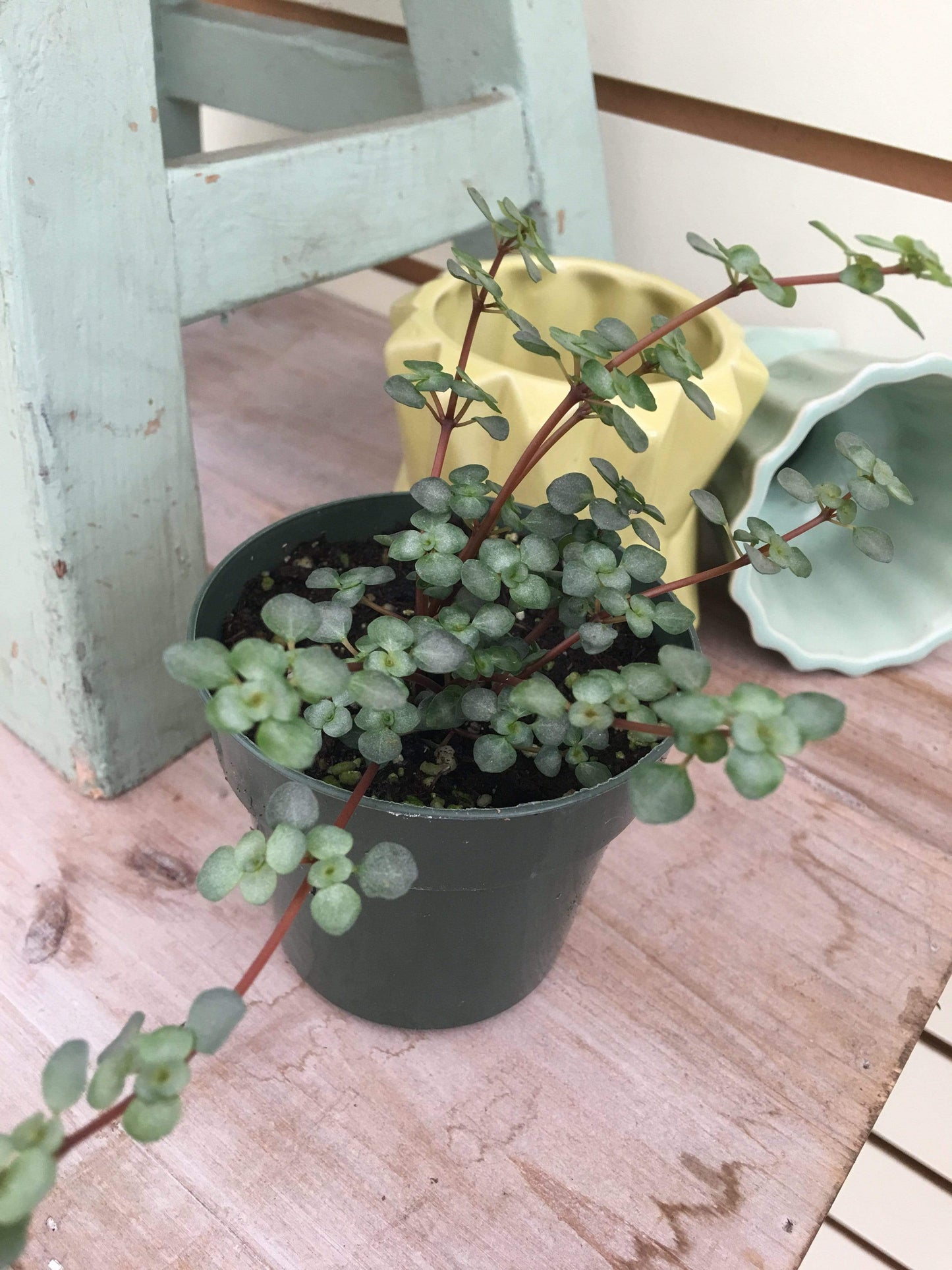 Pilea Silver Baby Tears, 2" Plant - Scholarly Exotics LLC