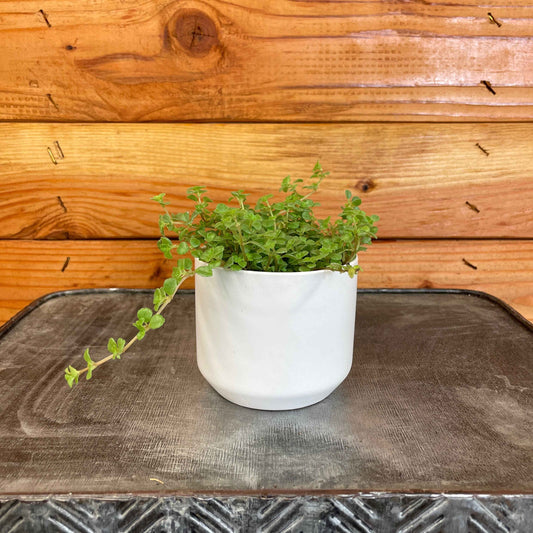 Pilea Tiny Tears, 2" Plant