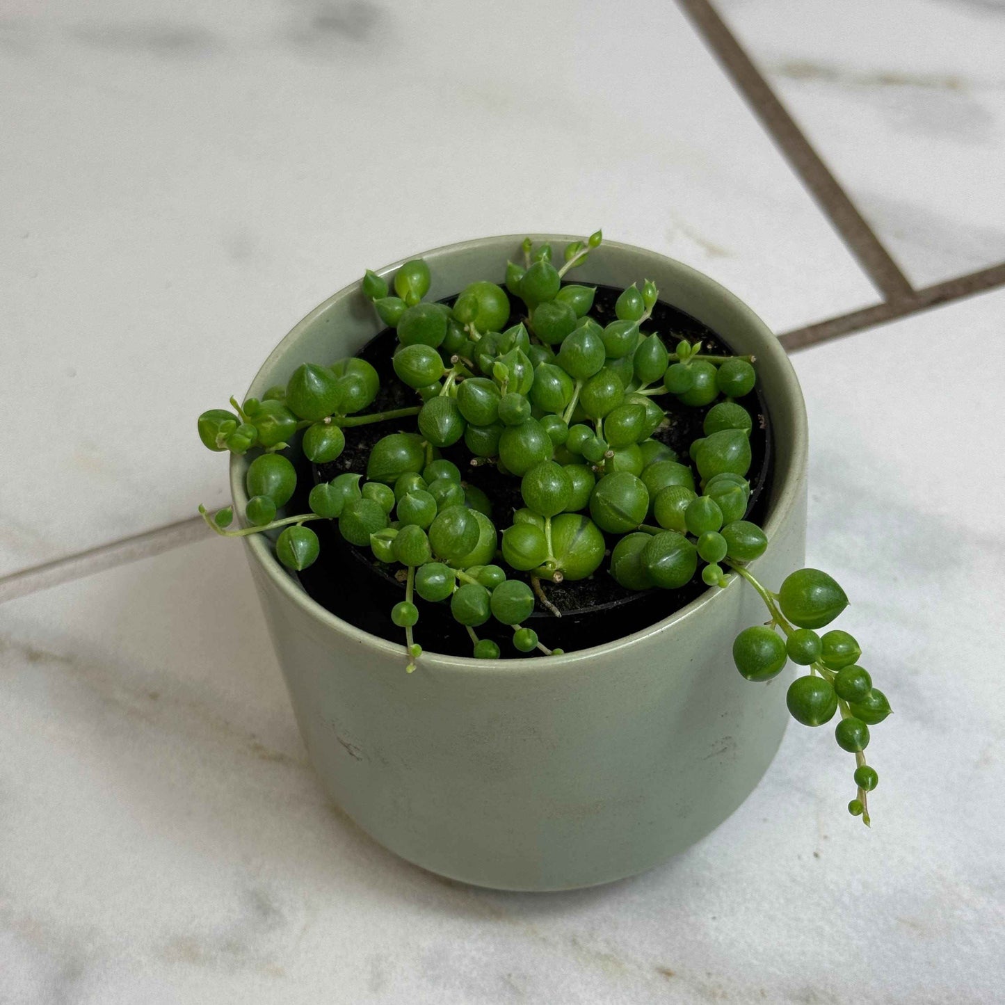 Rowleyanus String of Pearls, 2" Plant
