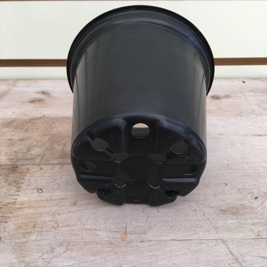 Starter Kit for 2 Large Plugs - Scholarly Exotics LLC
