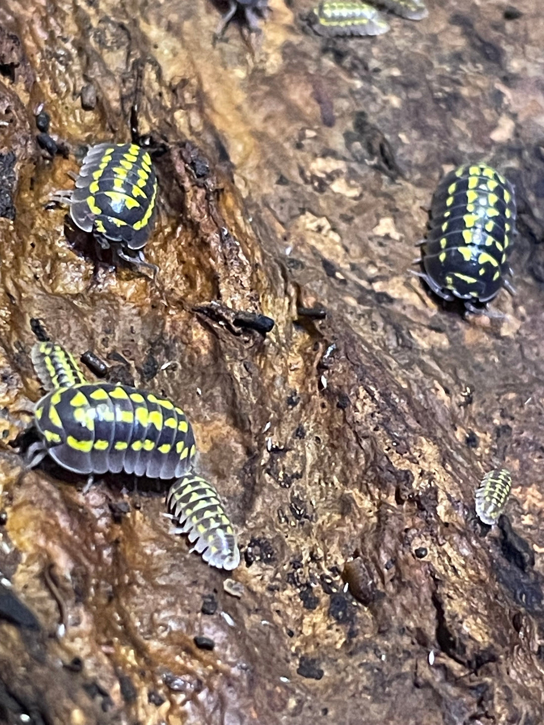 General Isopod Knowledge & Care Tips