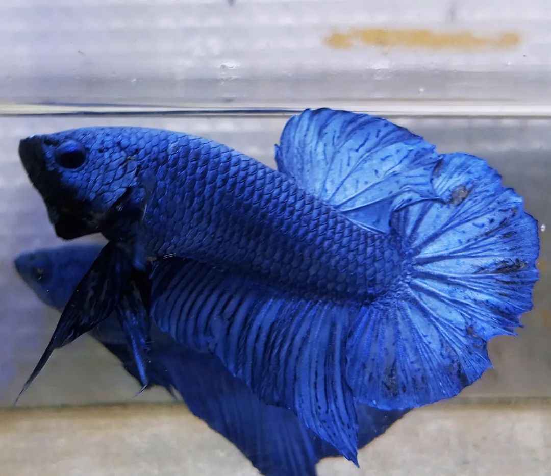 Betta Fish | History, Domestication & Care