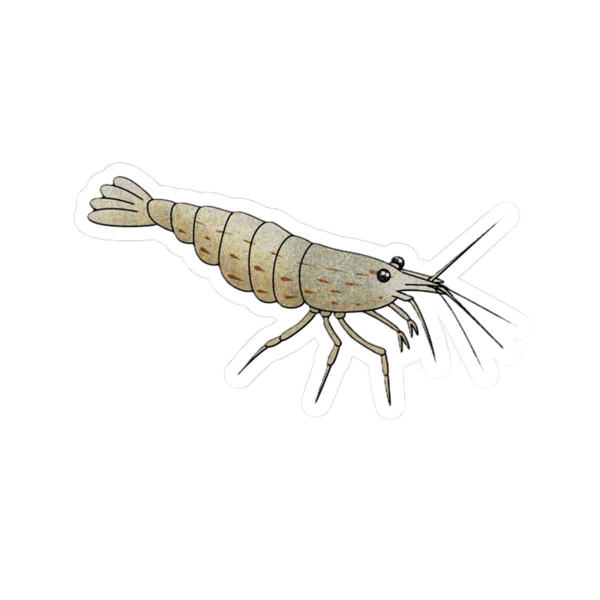 Aquarium Supplies