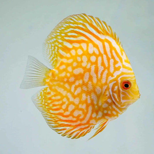 Yellow Pigeon Blood Discus