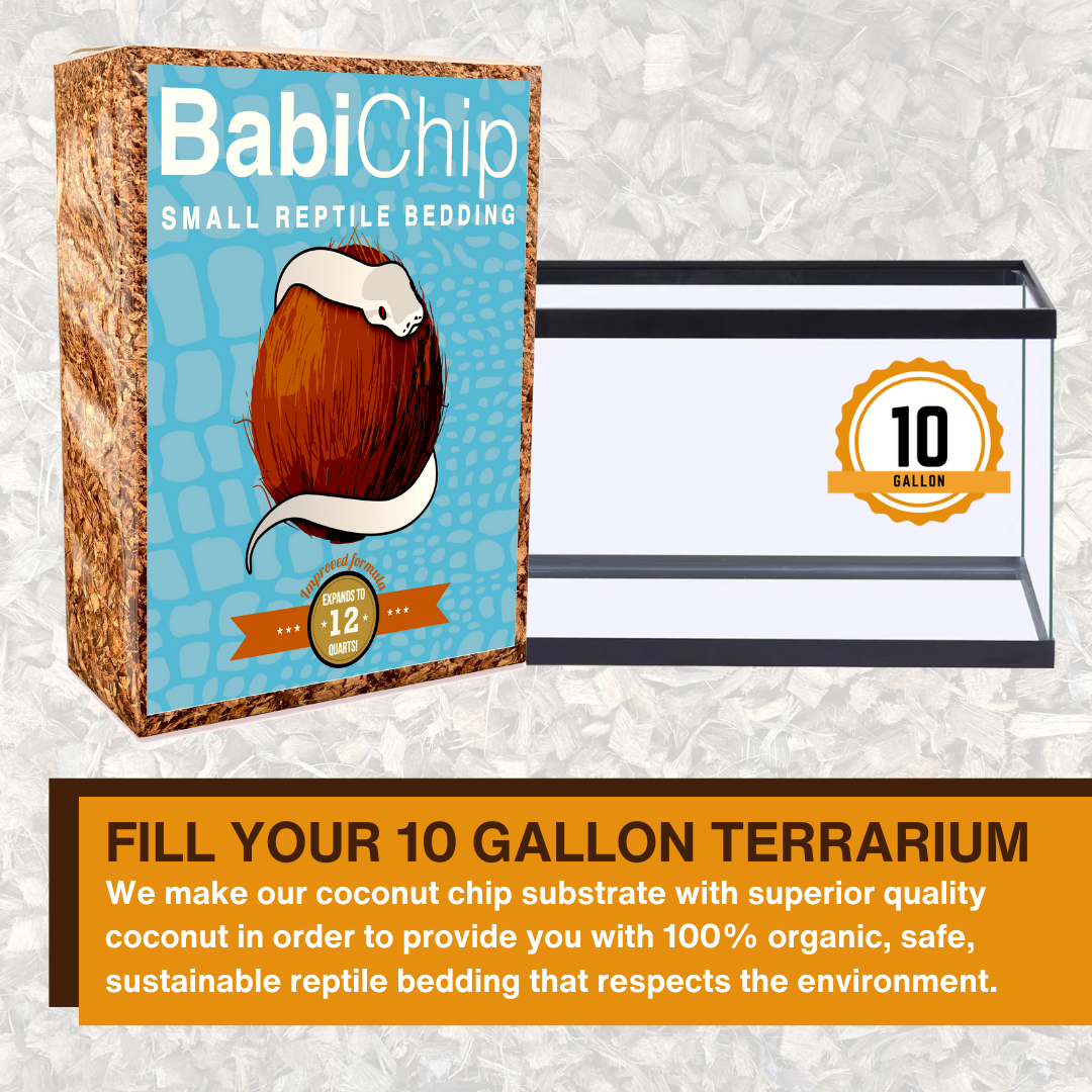 BabiChip Premium Small Sized Coconut Chips; Ready to Use - Scholarly Exotics LLC
