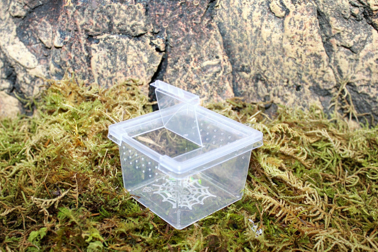 Clear Micro Hatchling & Invertebrate Enclosures with Easy-Feed Ports