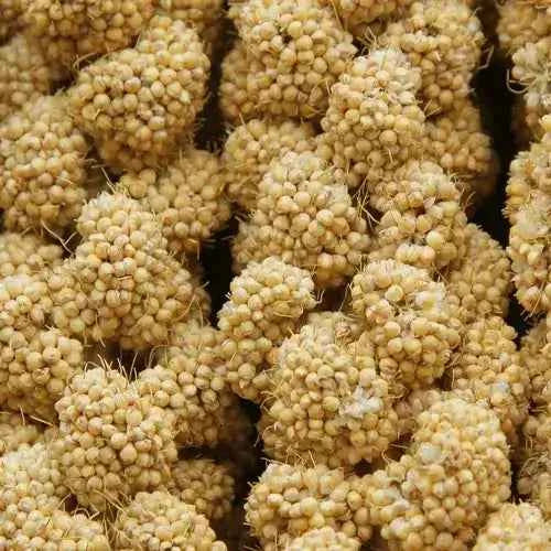 Higgins Spray Millet Bird Treats 12-Count Non-GMO Natural Foraging All Birds