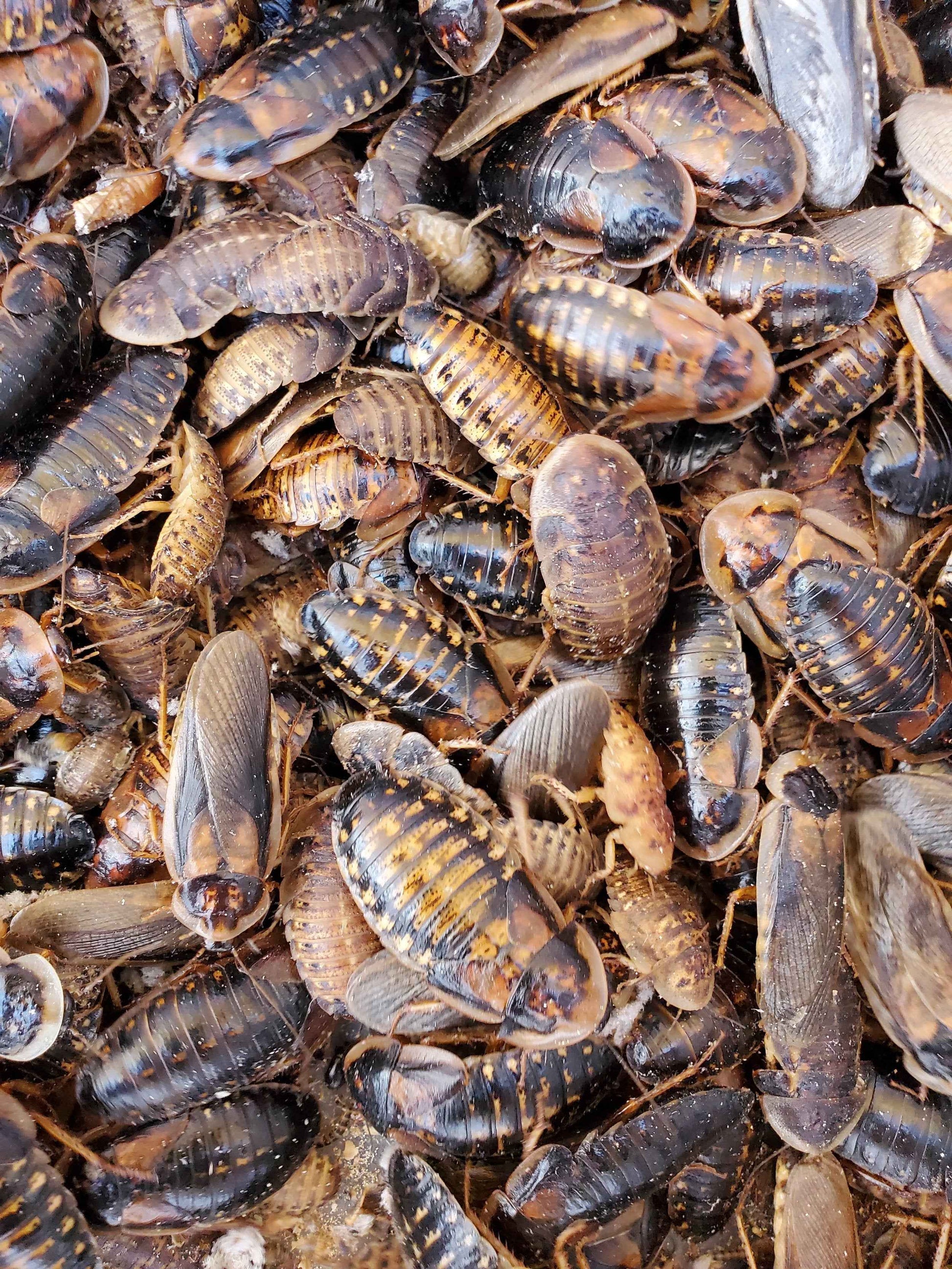 Dubia Breeding Colony