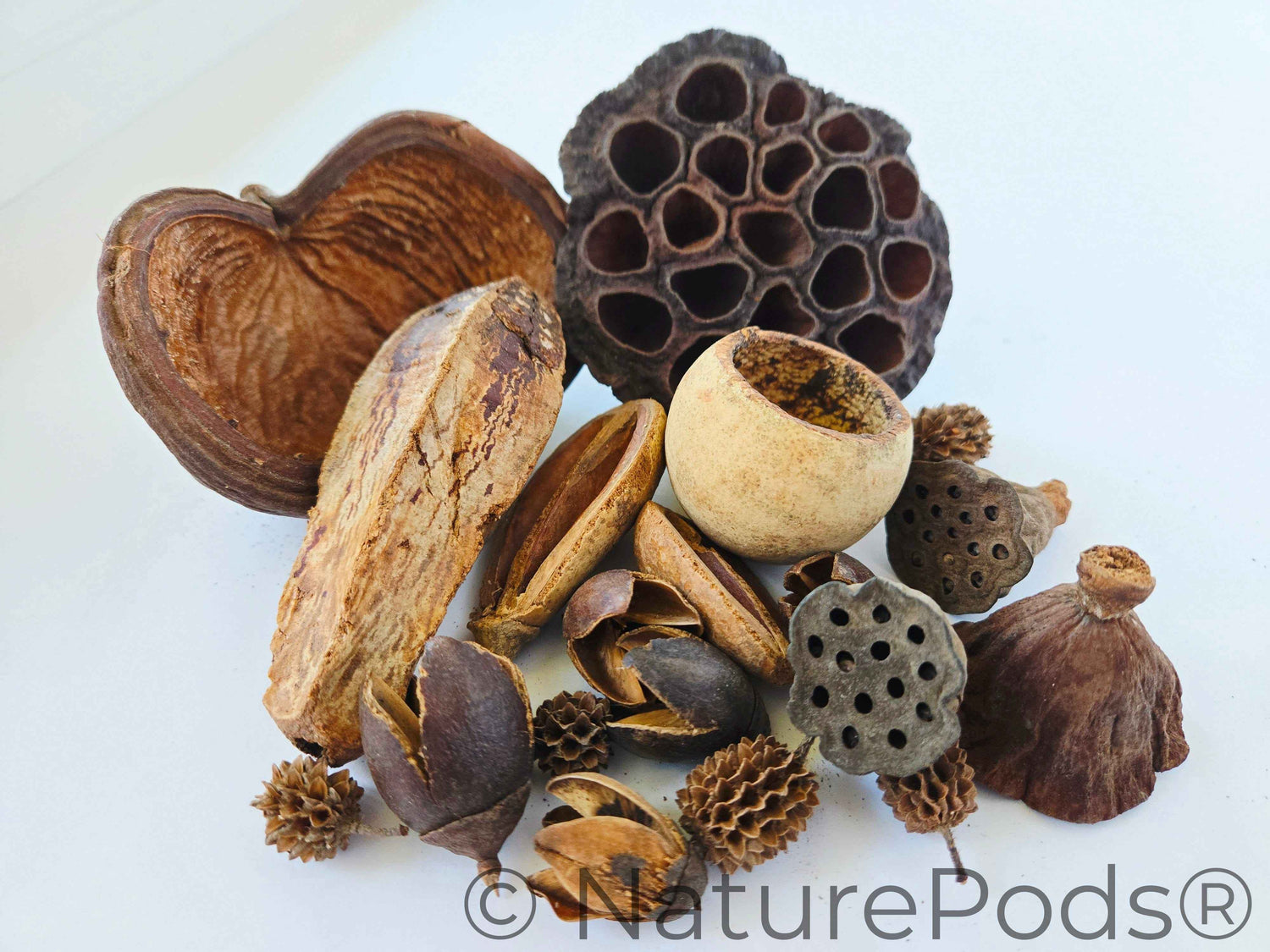 Assorted Botanical Seed Pod Pack
