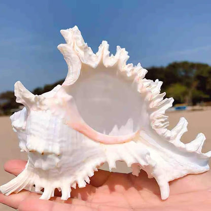 Natural Conch Shell Aquarium Decoration