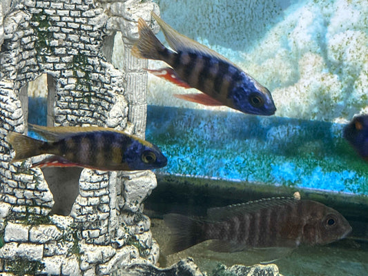 Taiwan Reef Cichlid (Protomelas sp. "Steveni Taiwan")