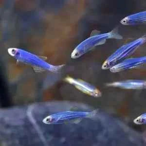 Zebra Danios