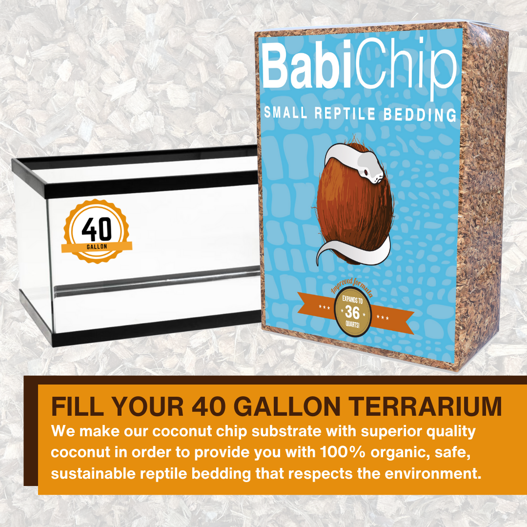 BabiChip Premium Small Sized Coconut Chips; Ready to Use - Scholarly Exotics LLC