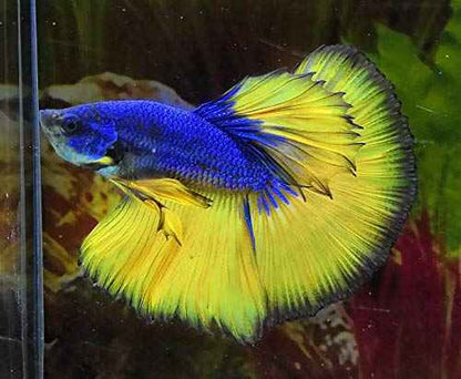 Betta Giant