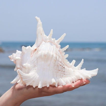 Natural Conch Shell Aquarium Decoration
