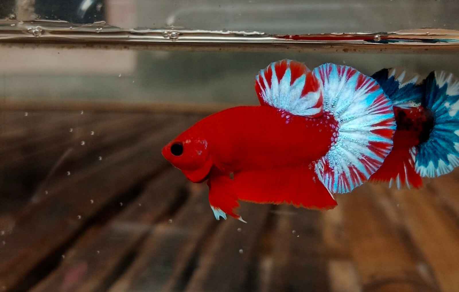 Hellboy Betta (Male)