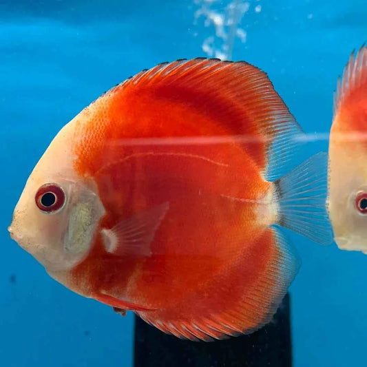 Red Melon Discus (Red Marlboro)