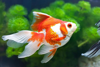 Aquatic Foods Inc. Premium Community Tropical Fish Flakes | 0.5 lbs