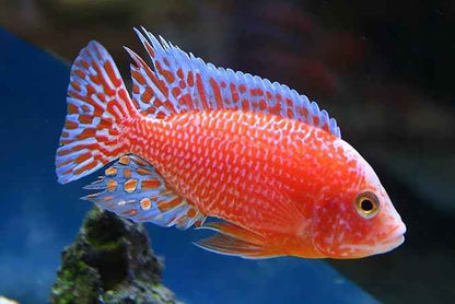 Aquatic Foods Inc. Ultra Intense Color Enhancing with a 10-Day Color Change, 1.5mm - 2mm Floating Pellets for Cichlids, Discus, All Baby and Small Tropical Fish & Pond Fish…8oz Jar