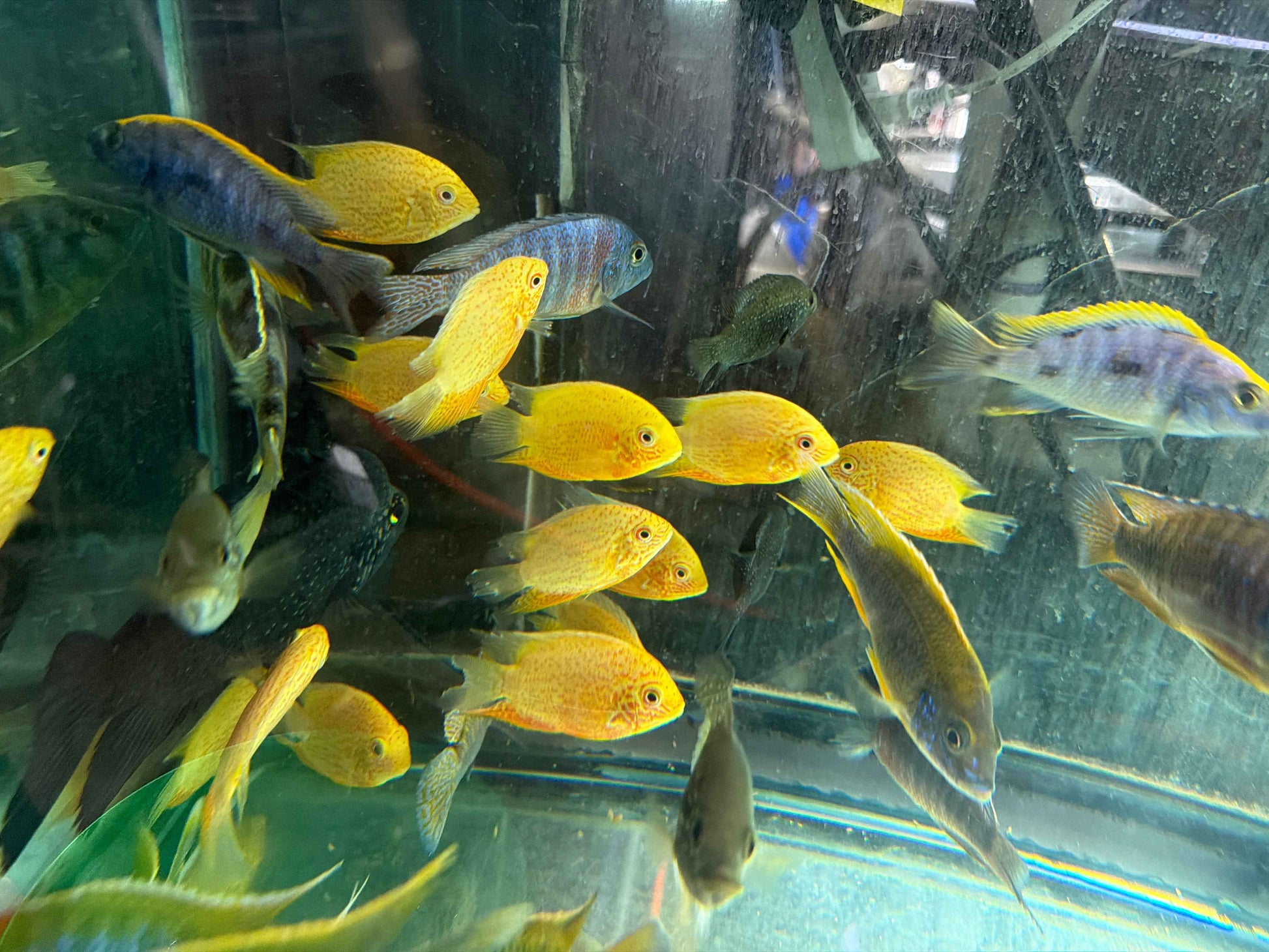 Red Spot Gold Severum (Heros cf. efasciatus)