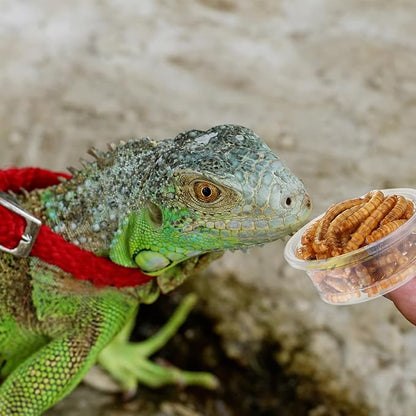 500 Pack Gecko Food and Water Cups (0.5 oz)