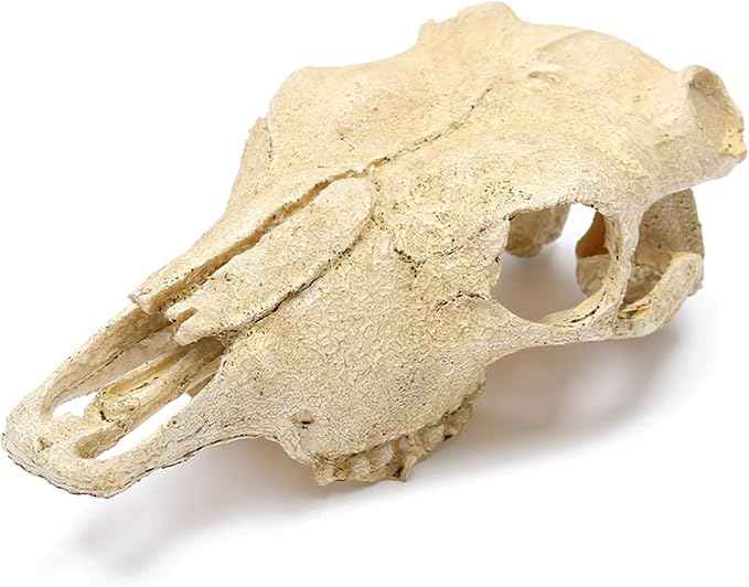 Aquarium Skull Décor Fish Hideout Cave Decorations Betta Tarantula Reptile Snake for Terrarium Ornament Dinosaur Animal Large Bones Halloween