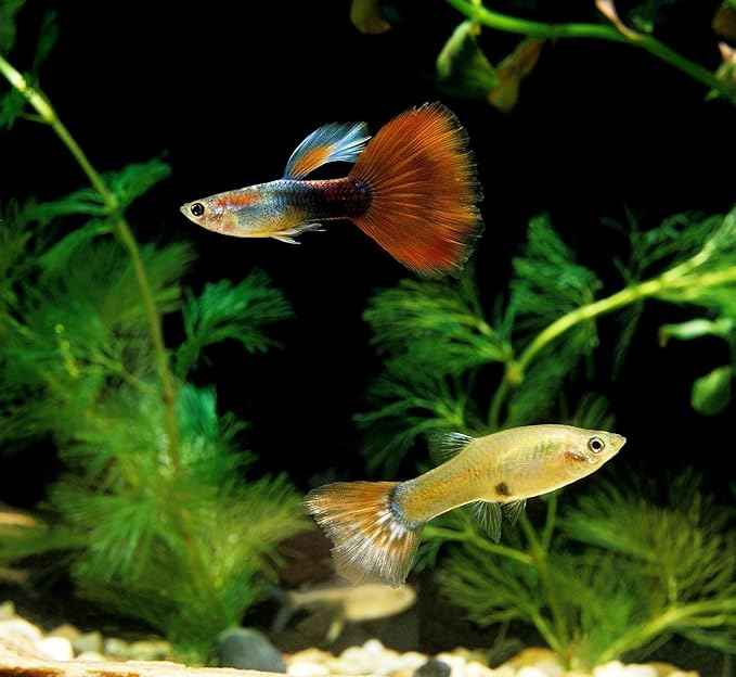 Aquatic Foods Inc. Premium Community Tropical Fish Flakes. All-Around Flakes for Tetras, Livebearers, Anglefish, Cichlids, Goldfish, Guppies 2-Type Pellet Mix & 4-Type Wafers Included...1/2-lb Bag